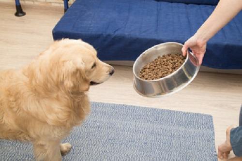 How Much to Feed a Golden Retriever Puppy