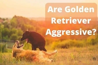 Aggressive Golden Retrievers