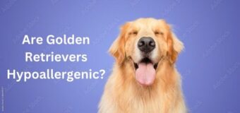 Are Golden Retrievers Hypoallergenic