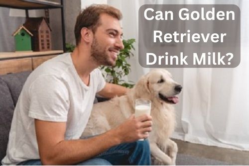 Can Golden Retriever Drink Milk