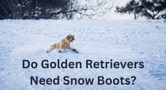 Do Golden Retrievers Need Snow Boots