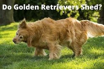 Do Golden Retrievers Shed