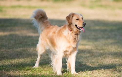Golden Retriever Growth Stages
