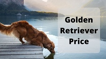Golden Retriever Price