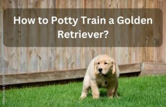 How to Potty Train a Golden Retriever