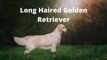 Long Haired Golden Retriever