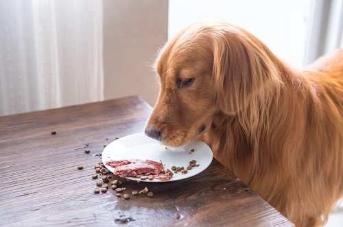 Can Dogs Eat Raw Sausage