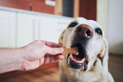 can dogs eat digestive biscuits