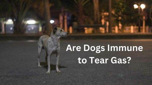 Are Dogs Immune to Tear Gas