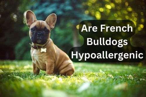 Are French Bulldogs Hypoallergenic