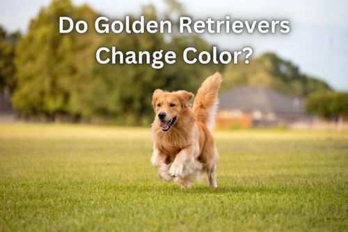 Do Golden Retrievers Change Color