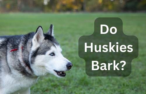 Do Huskies Bark