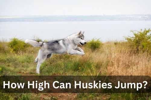 How High Can Huskies Jump