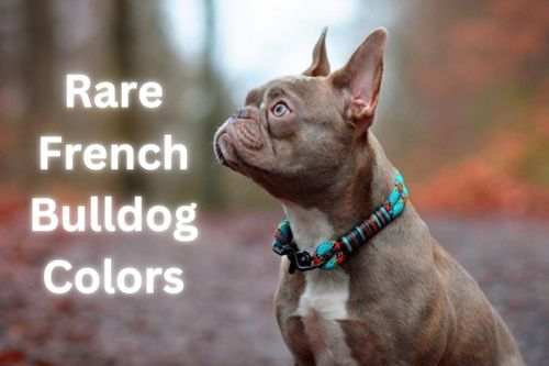 Rare French Bulldog Colors