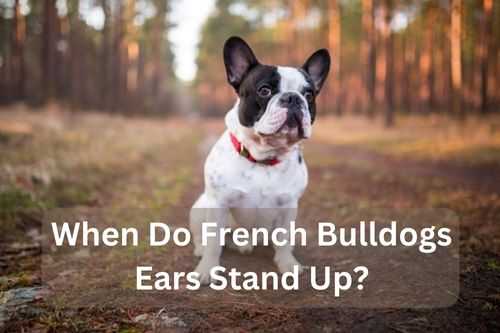 When Do French Bulldogs Ears Stand Up
