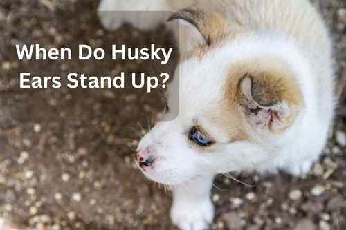 When Do Husky Ears Stand Up