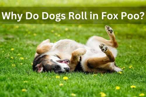 Why Do Dogs Roll in Fox Poo
