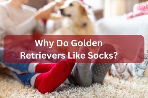Why Do Golden Retrievers Like Socks