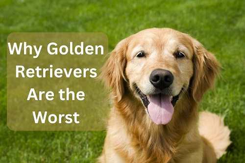 Why Golden Retrievers Are the Worst
