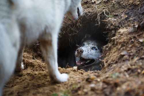How to Stop Husky from Digging