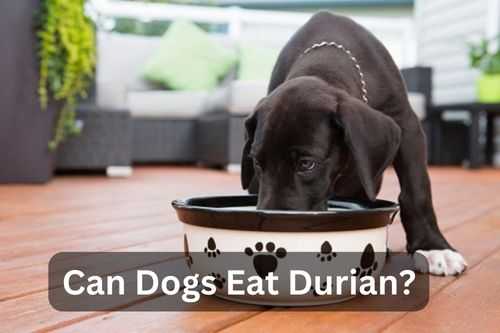Can Dogs Eat Durian