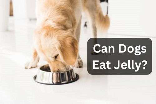 Can Dogs Eat Jelly