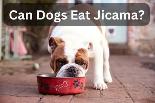 Can Dogs Eat Jicama