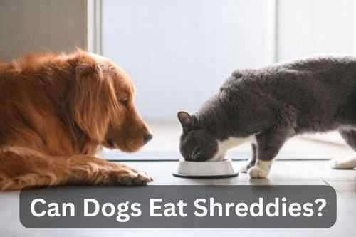 Can Dogs Eat Shreddies