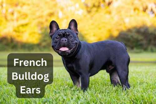 French Bulldog Ears