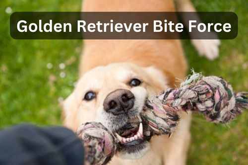 Golden Retriever Bite Force