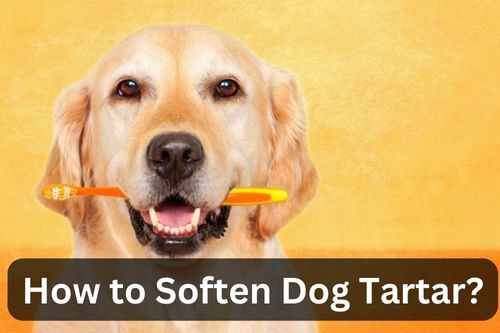 How to Soften Dog Tartar