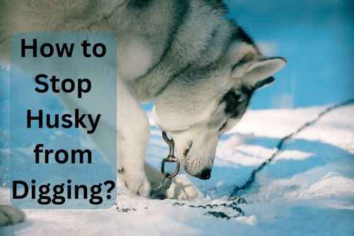 How to Stop Husky from Digging