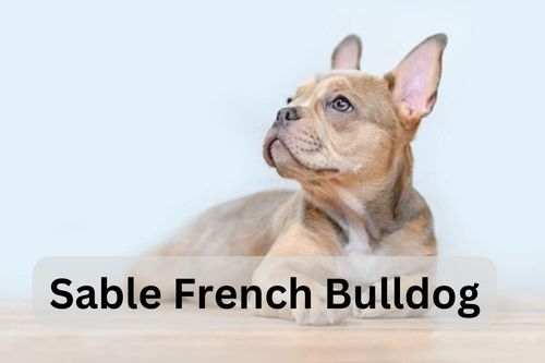 Sable French Bulldog