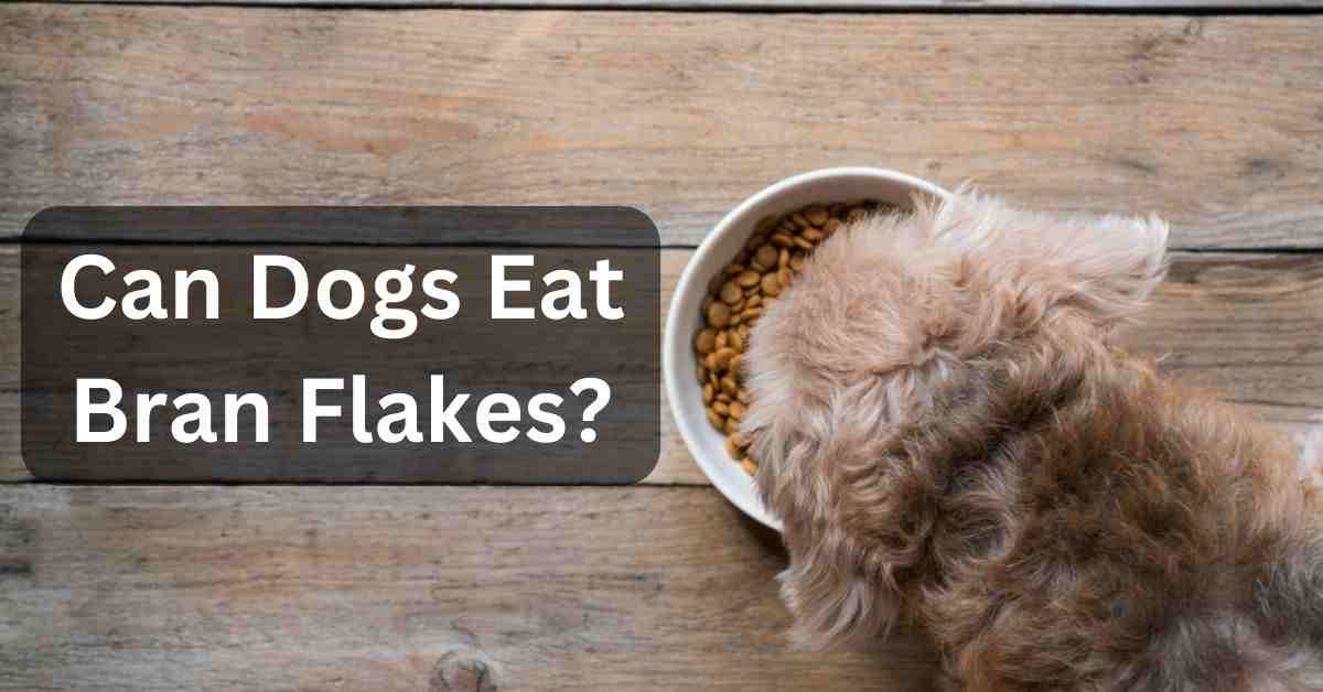 Can Dogs Eat Bran Flakes