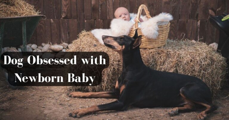 Dog Obsesses With New New Born Baby