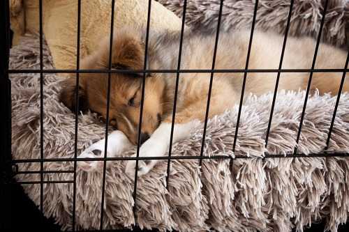 When Is Puppy Ready to Sleep Out Of Crate
