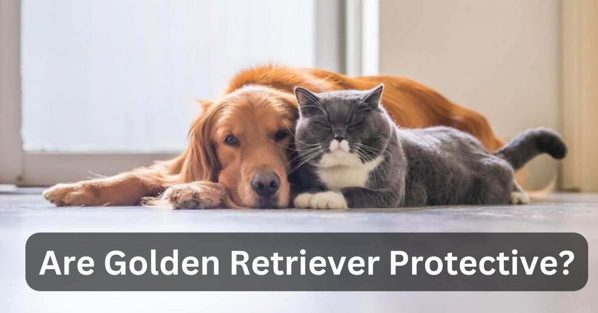Are Golden Retriever Protective