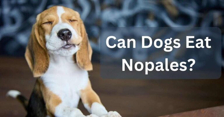 Can Dogs Eat Nopales