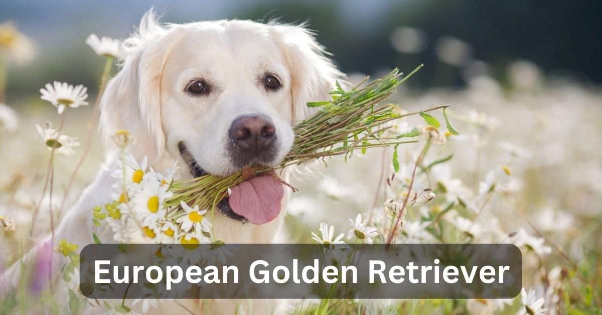 European Golden Retriever