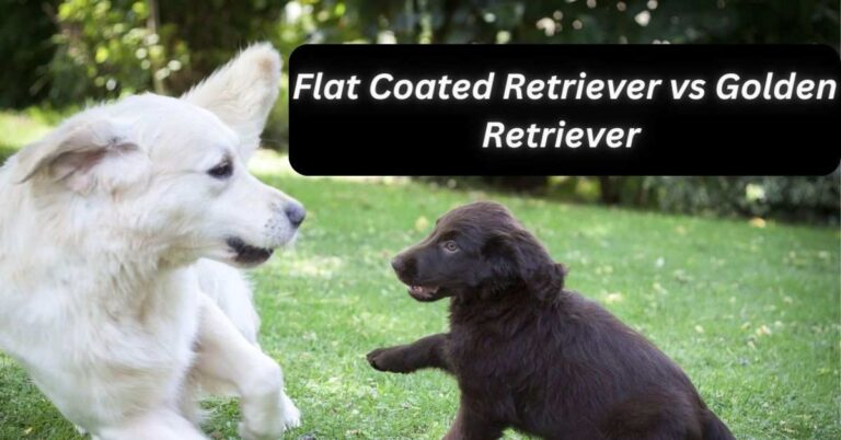 Flat Coated Retriever vs Golden Retriever