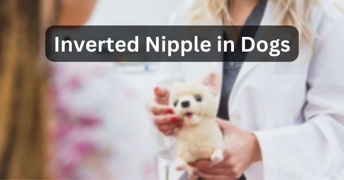 Inverted Nipple in Dogs