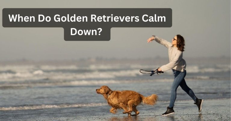 When Do Golden Retrievers Calm Down?