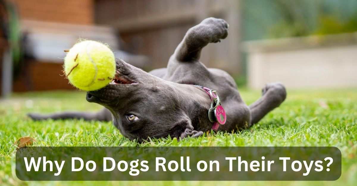 Why Do Dogs Roll on Their Toys? (Top 7 Reasons)