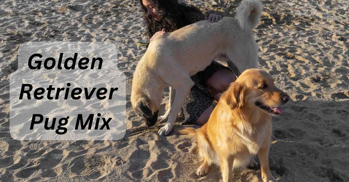 Golden Retriever Pug Mix