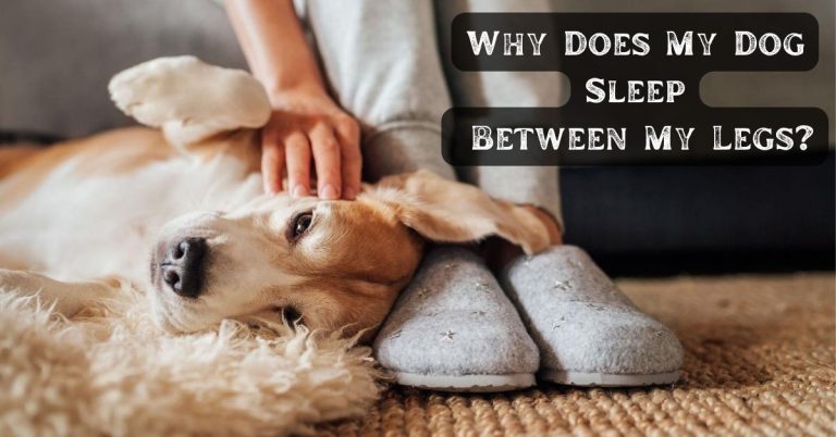 Why Does My Dog Sleep Between My Legs