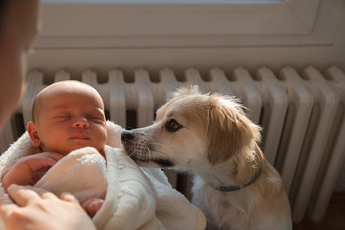 Dog Obsessed With Newborn Babt