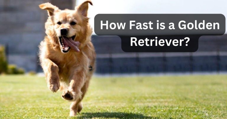 How Fast is a Golden Retriever?