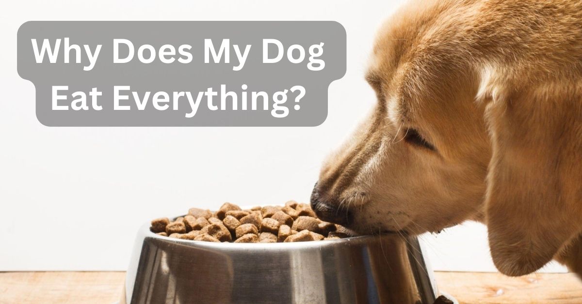 Why Does My Dog Eat Everything?