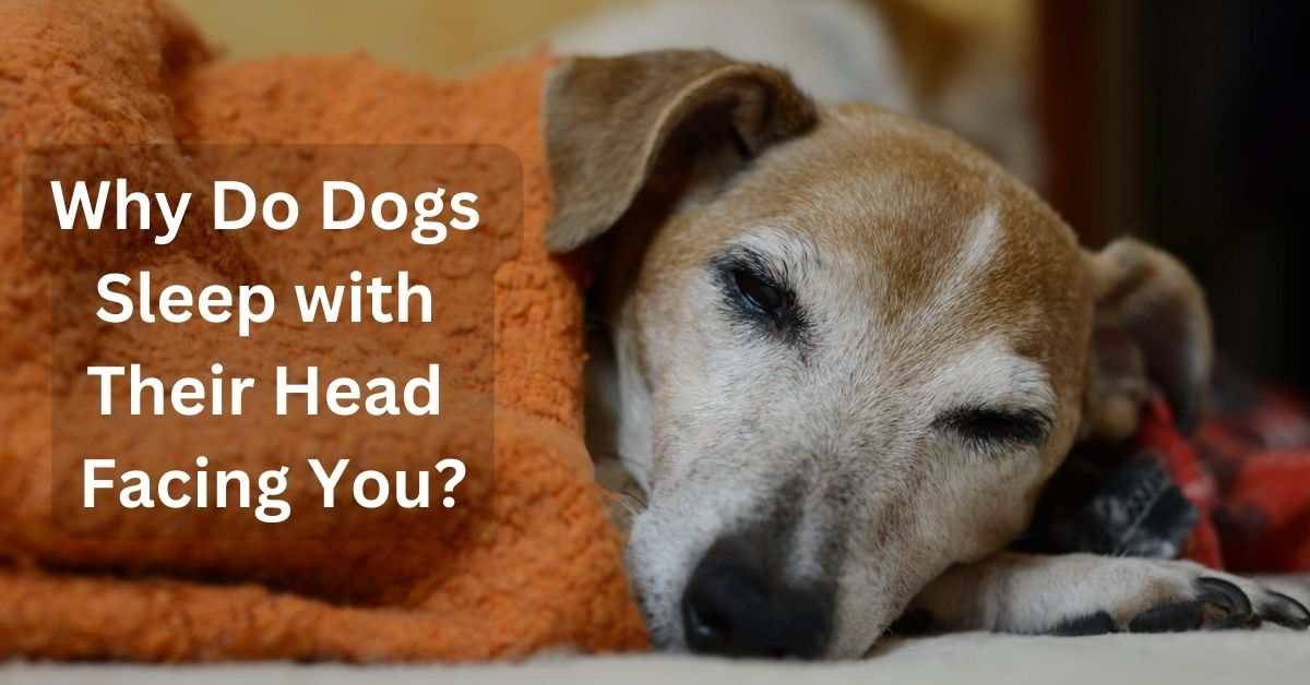 Why Do Dogs Sleep with Their Head Facing You?