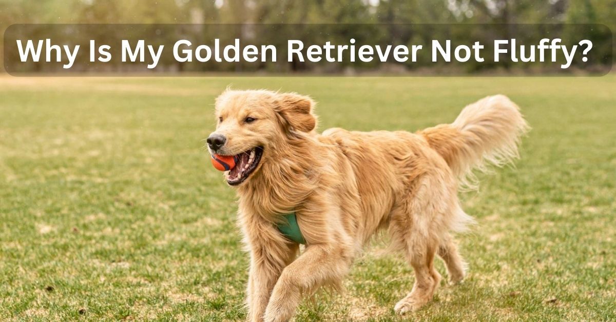 Why Is My Golden Retriever Not Fluffy?